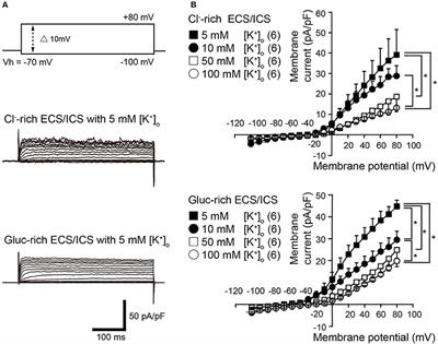 Potassium Currents Activated by Depolarization in Odontoblasts